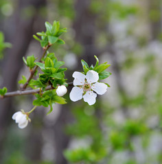 white flowers on tree and spring