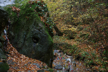 Views near Volkonsky dolmen. Tropical greens in the gorges of the Caucasus. Cloudy weather, rain, the area of Sochi.
