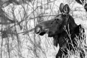 Moose Cow Portrait in Black and White