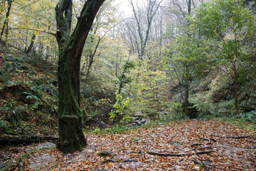 Tropical greens in the gorges of the Caucasus. Cloudy weather, rain, the area of Sochi.