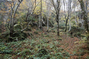 Tropical greens in the gorges of the Caucasus. Cloudy weather, rain, the area of Sochi.