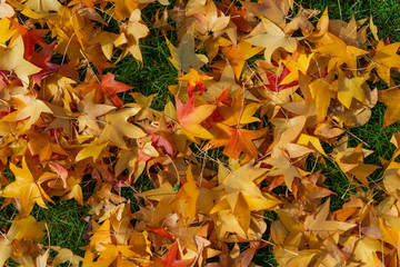 Fallen maple leaves