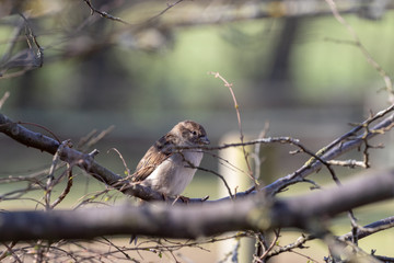 Small sparrow bird sitting on a tiny branch
