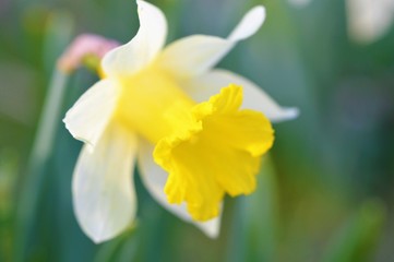 A colourful Spring Daffodil.