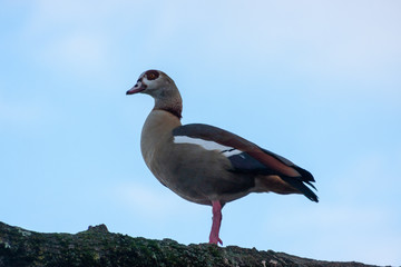 Prächtige Nilgans posiert auf einem Ast im Baum für ihre Brautschau