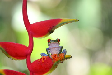 Rainette à yeux rouges