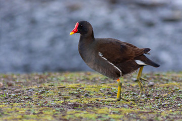 Teichhuhn mit rot-gelbem Schnabel, schwarzem Gefieder und grün-gelben Beinen auf Nahrungssuche