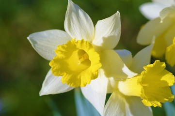 daffodils in the garden