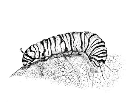 Caterpillar Drawing, Pen and ink Illustration, Caterpillar Art, Hand Drawn Artwork, Caterpillar on Leaf