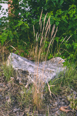 Golden spikelets and stone. On the background of green plants.