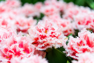 Fototapeta premium beautiful dutch tulips blooming in spring