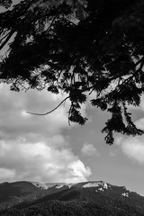 Mountain peaks in bright sunlight. Fir tree silhouette in the foreground