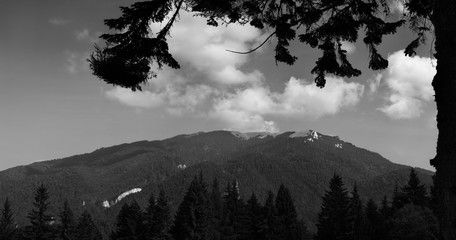 Mountain peaks in bright sunlight. Fir tree silhouette in the foreground