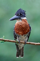 Giant kingfisher (Megaceryle maxima)