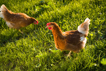 Freilaufende Hühner im Gras