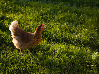 Freilaufende Hühner im Gras