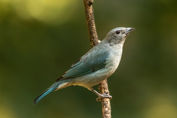 Blue bird on a branch