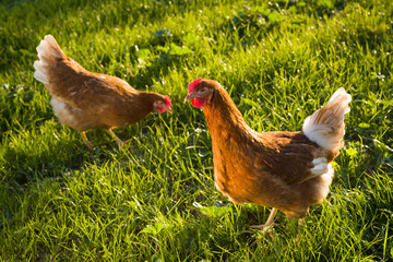 Freilaufende Hühner im Gras