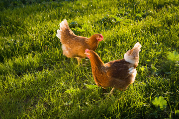 Freilaufende Hühner im Gras