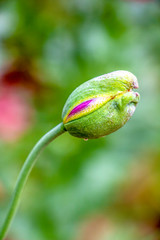 Beautiful side close view of a June an opium poppy or Papaver somniferum bud on a natural blurred background