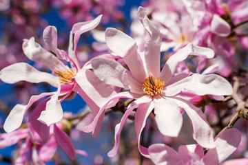 Fototapeta na wymiar Close-up of beautiful pink magnolia flowers on a bright blue sky background. Blossoming of magnolia tree on a sunny spring day.