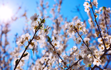 Cherry Blossom trees, Nature and Spring time background.