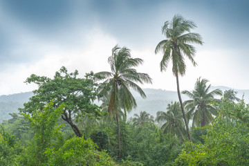 Fototapeta na wymiar Tropical jungle and rain. Thailand landscape