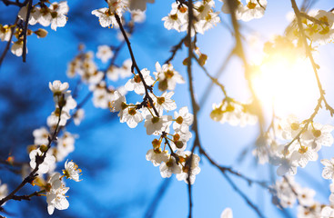 Cherry Blossom trees, Nature and Spring time background.