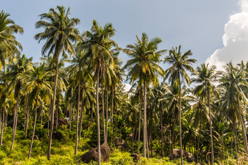 Naklejka na ściany i meble Jungle palms forst at Koh Samui Island, Thailand