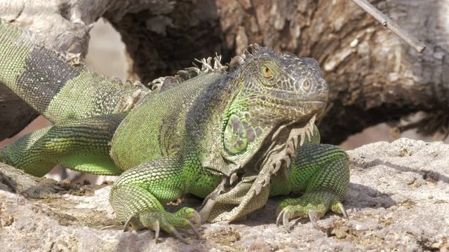 Close-up shot of big green iguana sunbathing on the stone