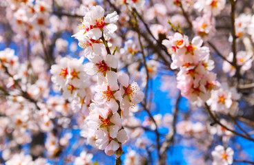 Cherry Blossom trees, Nature and Spring time background.