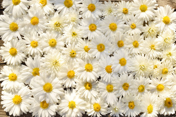 background of white chrysanthemum