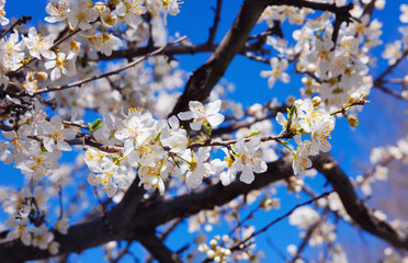 Cherry Blossom trees, Nature and Spring time background.