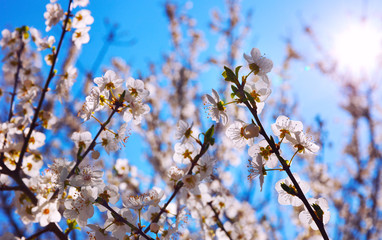 Cherry Blossom trees, Nature and Spring time background.