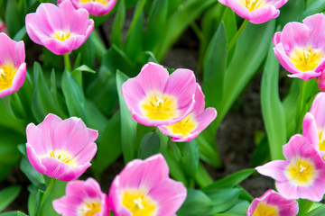 Obraz na płótnie Canvas beautiful dutch tulips blooming in spring