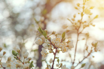 Wild cherry tree blossom