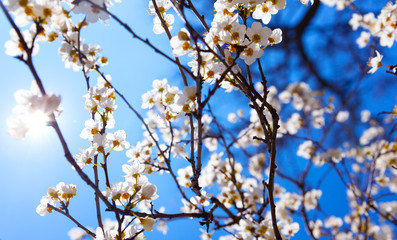 Cherry Blossom trees, Nature and Spring time background.