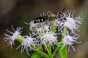 Feather-legged Scolid Wasp (Campsomeris plumipes) on Blue Mistflower (Conoclinium coelestinum) at High Ridge Scrub Natural Area, Boynton Beach, FL, US