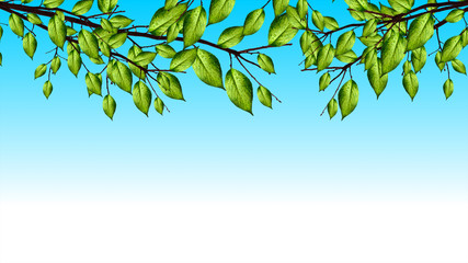 Closeup nature view of green leaf on blurred greenery background