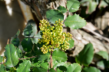 flowers and foliage in the garden
