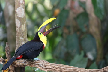 Toucan