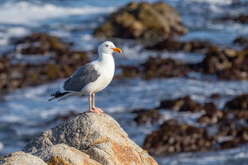 california gull standing and watching from the birds rock in California
