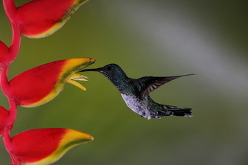 Colibri