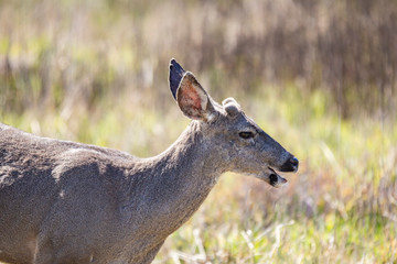 deer grazing  in the point lobos national park