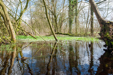 Fototapeta na wymiar Flooded Wetlands Near Orvelte