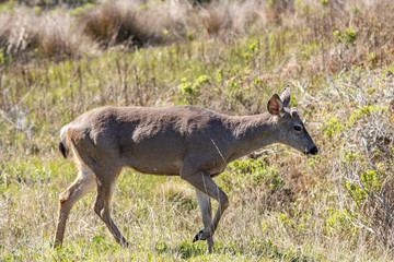 deer in the point lobos national park in the point lobos national park