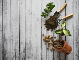 Transplantation of houseplants. Cultivation plants