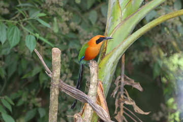 Motmot à sourcils bleus