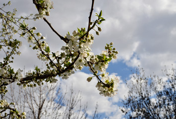 white flowers on tree and spring