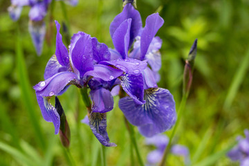 Iris sibirica,beautiful flowers iris grade Ruffled velvet
